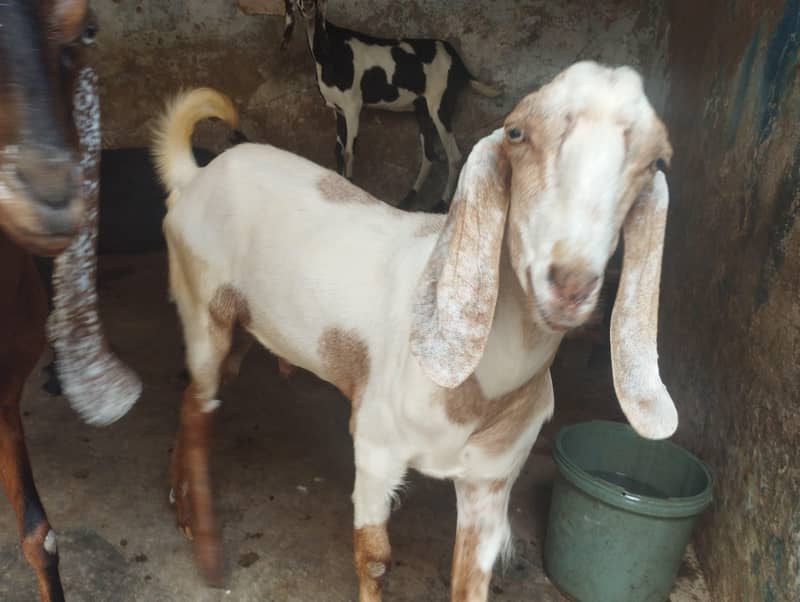 Bakra For sell 2