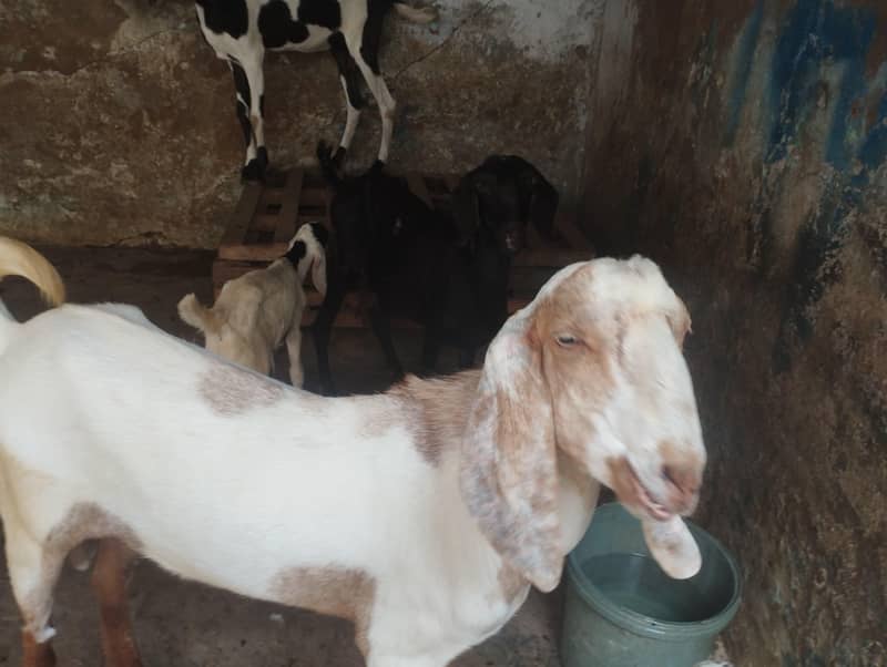 Bakra For sell 3