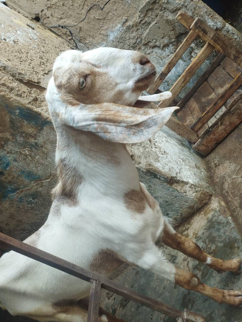 Bakra For sell 4
