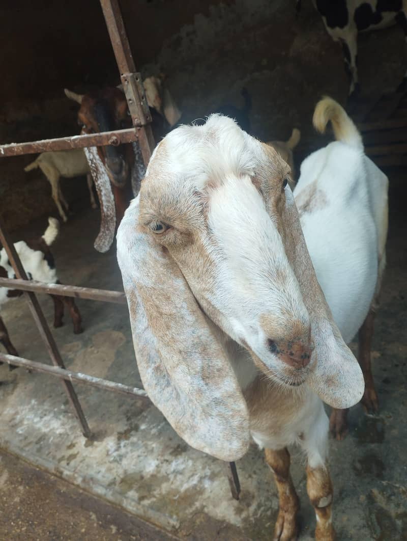 Bakra For sell 5