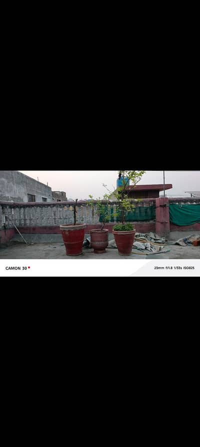 Plants with gamla