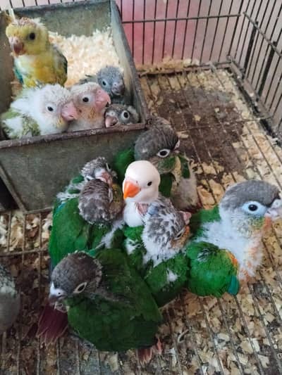 Green Cheek Pineapple Chicka