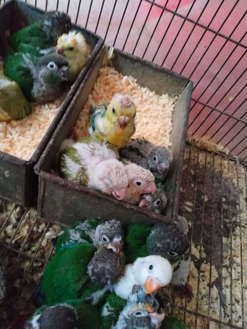 Green Cheek Pineapple Chicka 2