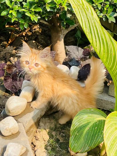 Orange Percian cat tripple coat small cute kitten for sale