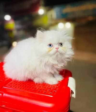 Persian female kitten for sale all Pakistan delivery available