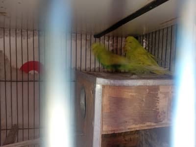 exhibition pair spangle rainbow pair all breader pair