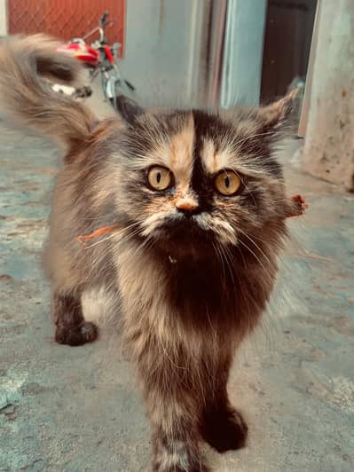 Txedo Persian Mix Kittens - Narowal - Delivery to LHR/SKT Available