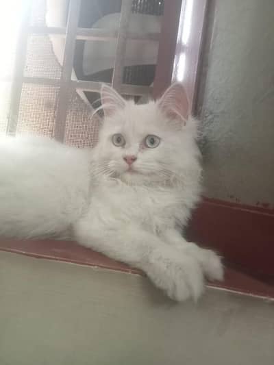persian cat doll face