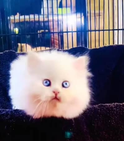 Persian female kitten for sale all Pakistan delivery available