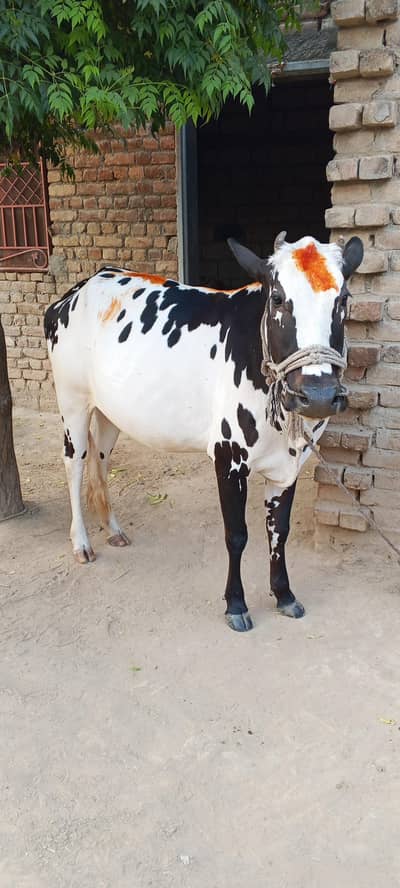 chtti brgi cow for sale