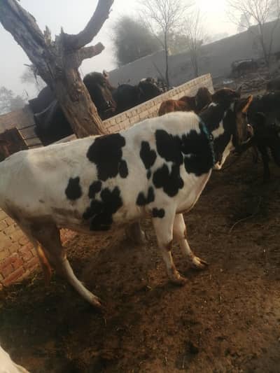 farizon cow for sale