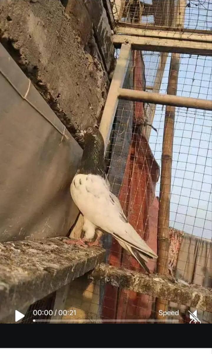 high fly kabootar 0