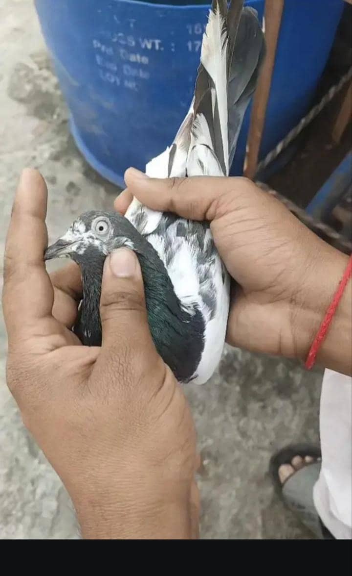 high fly kabootar 2