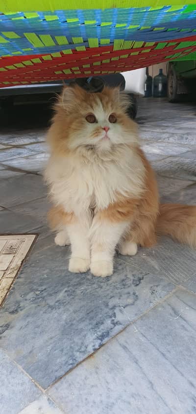 triple coat Persian