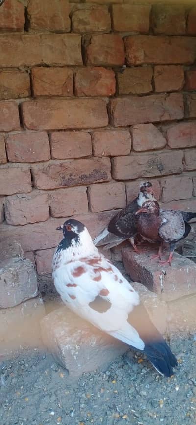 Pigeon for sale