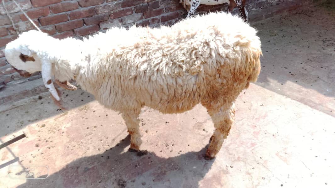 chatra 3
