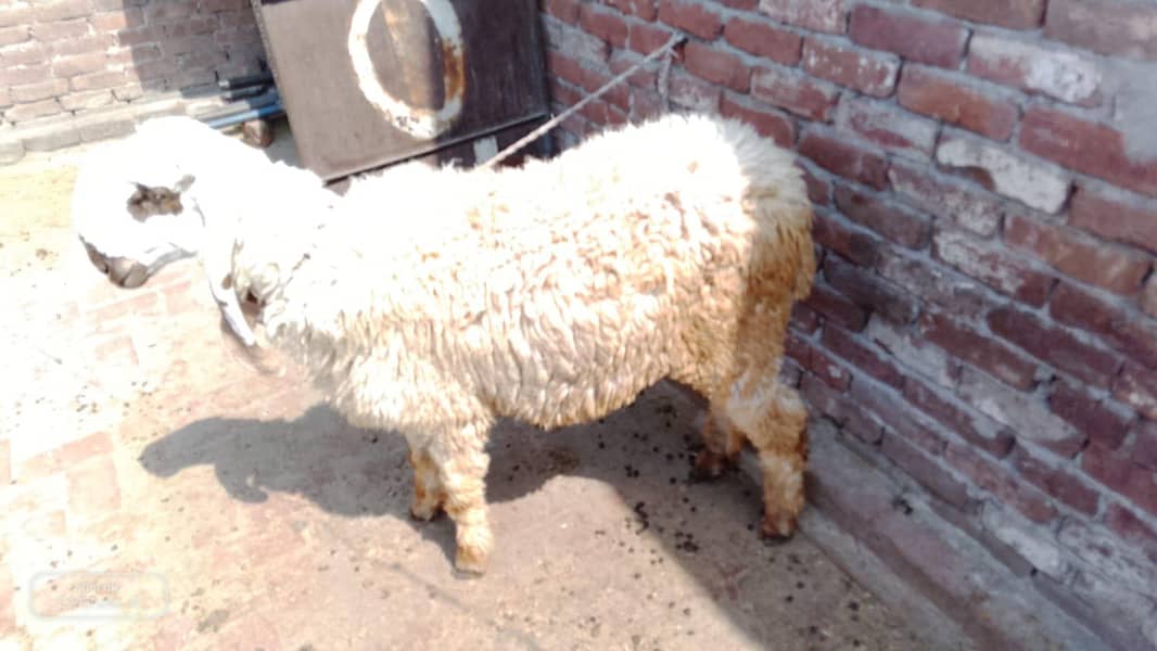 chatra 4