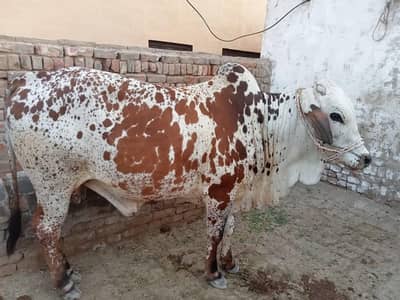 Beautiful Spotted Bail dunda (WhatsApp number 03040754602)