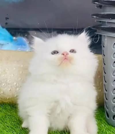 Persian female kitten for sale all Pakistan delivery available