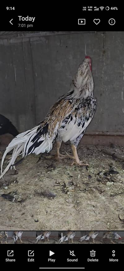 aseel cheena breeder