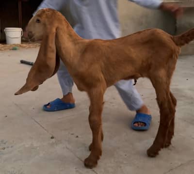 bacha bhee st hai who bhee baqri h
