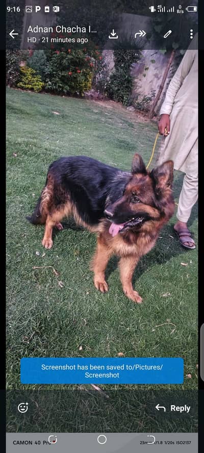 German Shepherd Female
