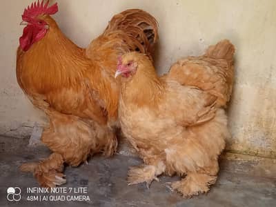 healthy active egg laying