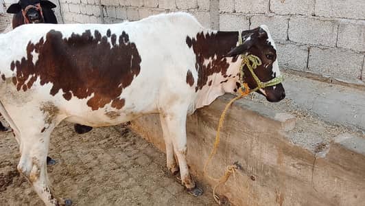Qurbani ka janwar