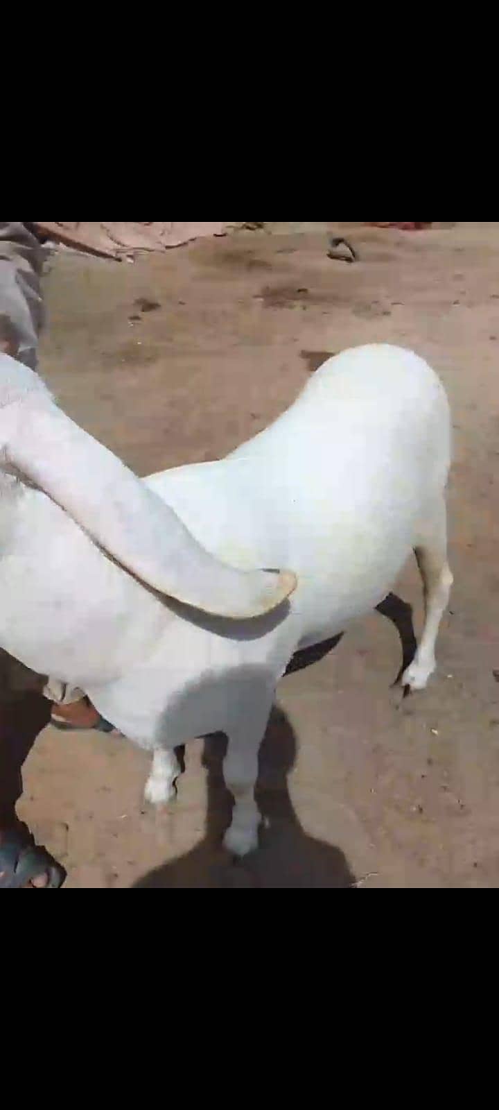 sheep 2