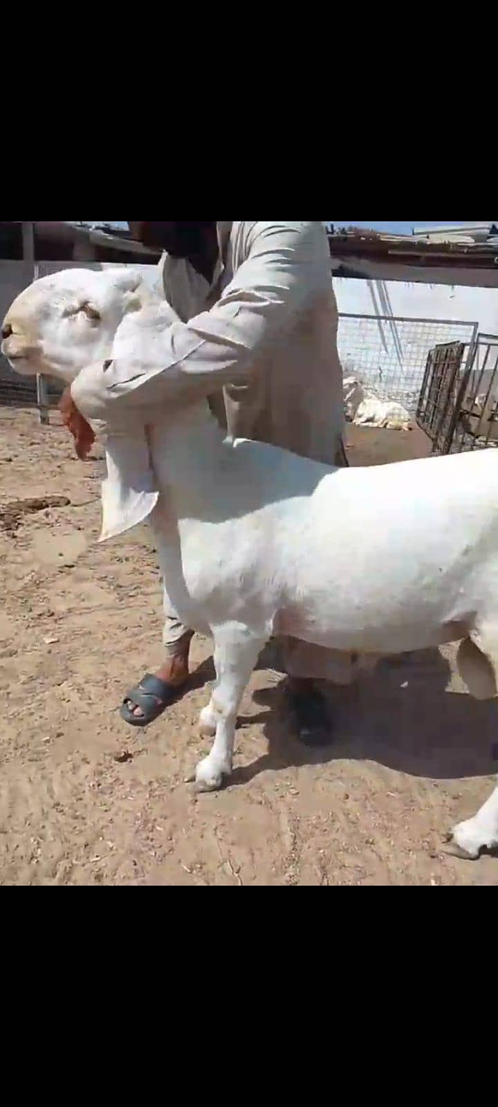 sheep 3