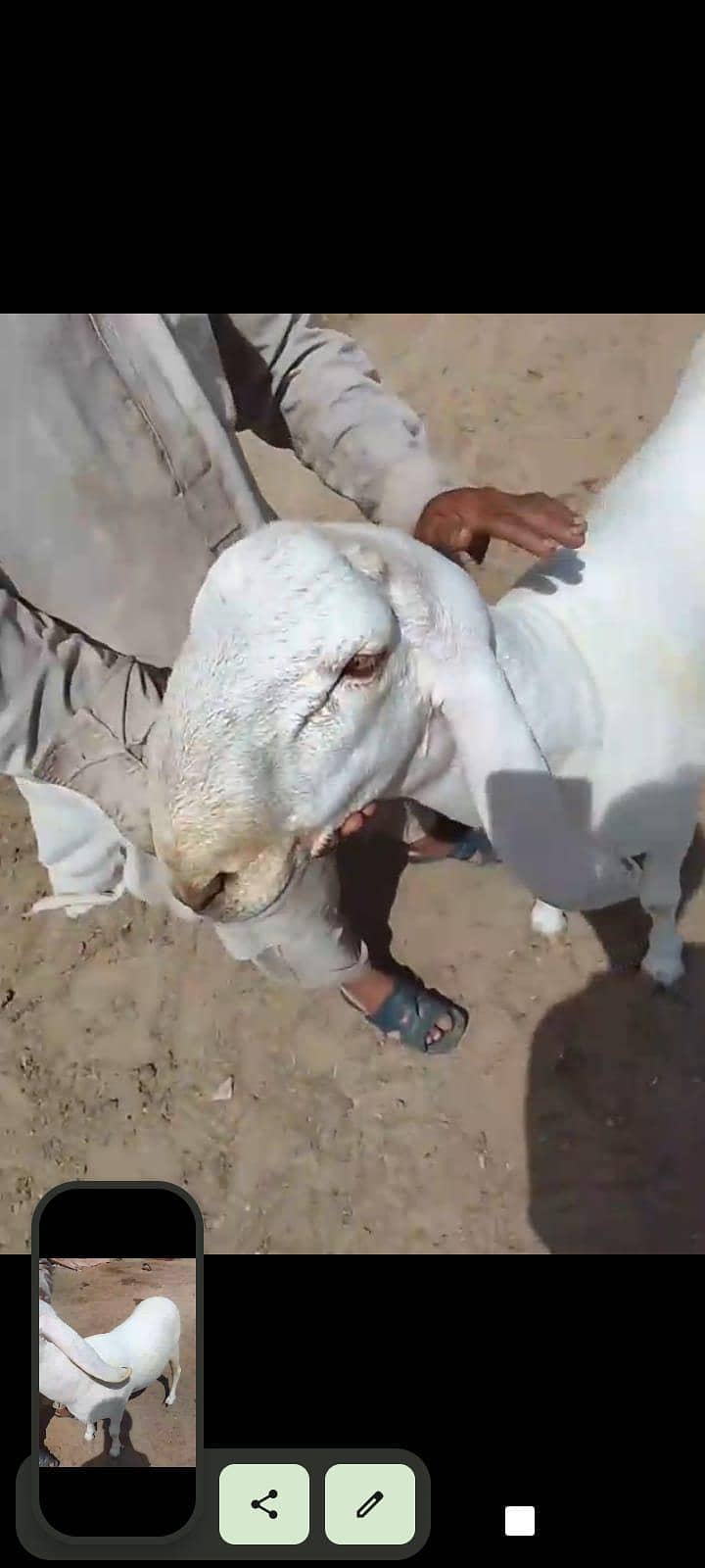 sheep 4