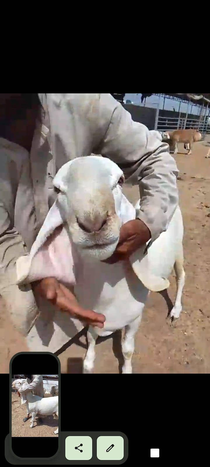 sheep 5