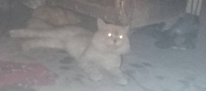vip cat Russian for sal