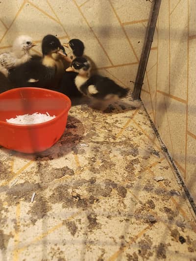 duck chicks