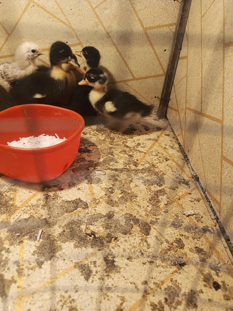 duck chicks 0