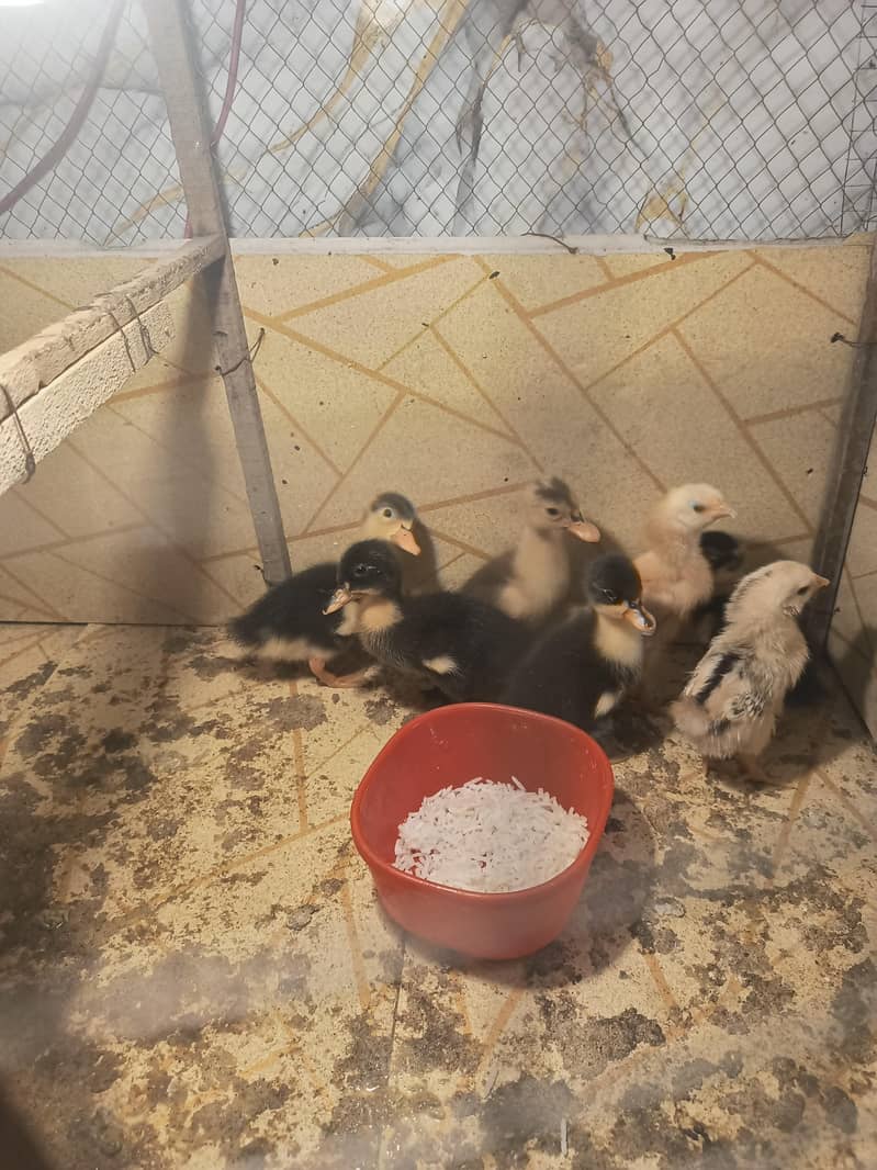 duck chicks 1