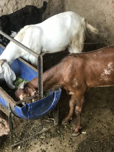 Qurbani bakra for sale