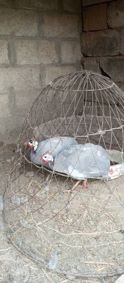 for sale