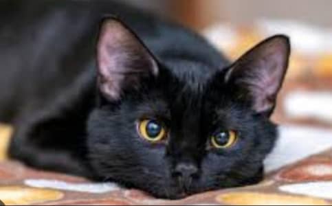 Black Bombay Cat