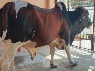 dosra dant nikalra hai male 5 man wait ghar ki breed hai