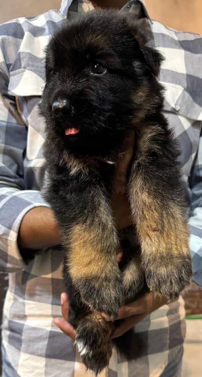 GERMAN LONG LONG HAIR PUPPY AVAILABLE.