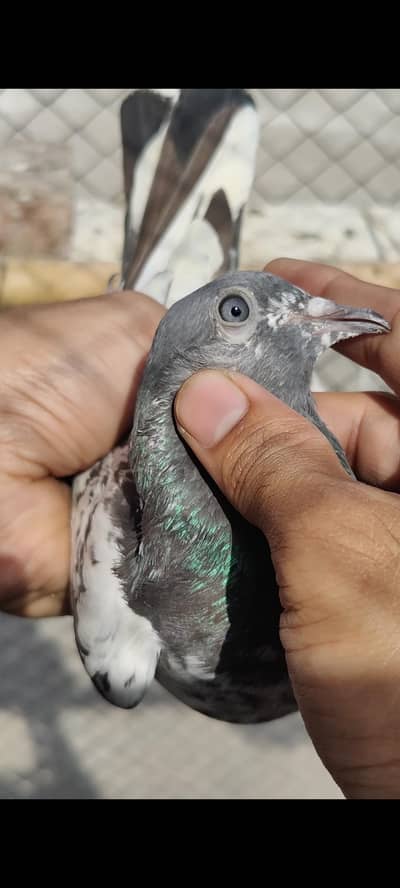 Ferozpuri female