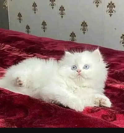 Persian female kitten for sale all Pakistan delivery available