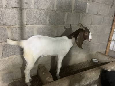 2 dant khassi bakra