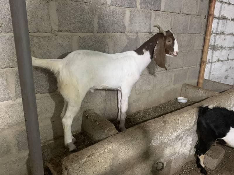 2 dant khassi bakra 1