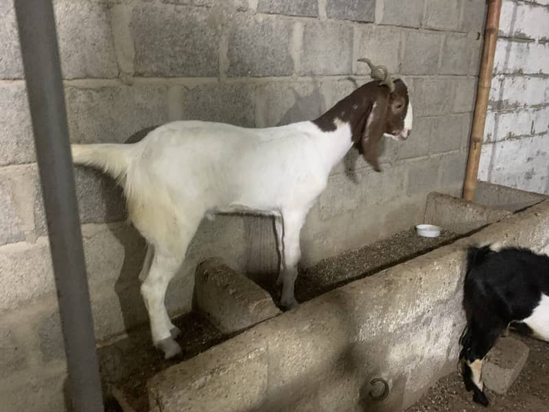 2 dant khassi bakra 2