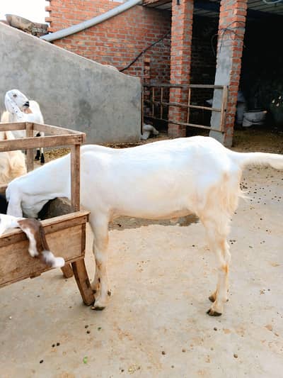 “Healthy Bakra for Sale – Good Weight”