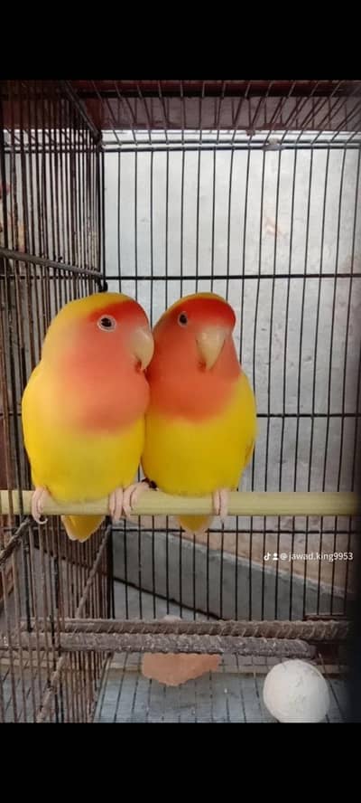 active and healthy red eyes breeder payer