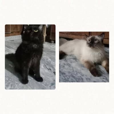 Persian/triple coated/one is Siamese