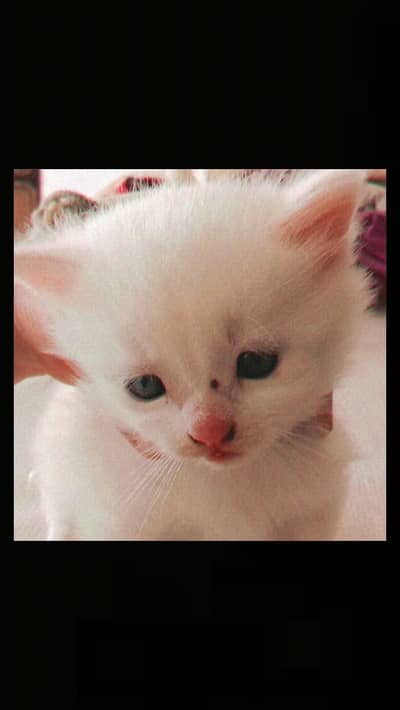 Persian cats